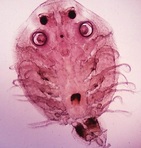 Die essbaren und nicht essbaren Pilze die Parasiten